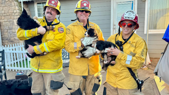Ramona Firefighters Quell Blaze at Commercial Site, Save 20 Animals, One Horse Perishes