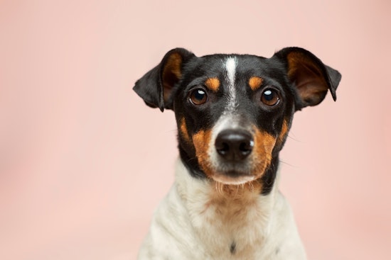 Riverside County Warns Pet Owners to Safeguard Their Companions During New Year's Eve Festivities