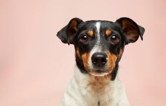 Riverside County Warns Pet Owners to Safeguard Their Companions During New Year's Eve Festivities