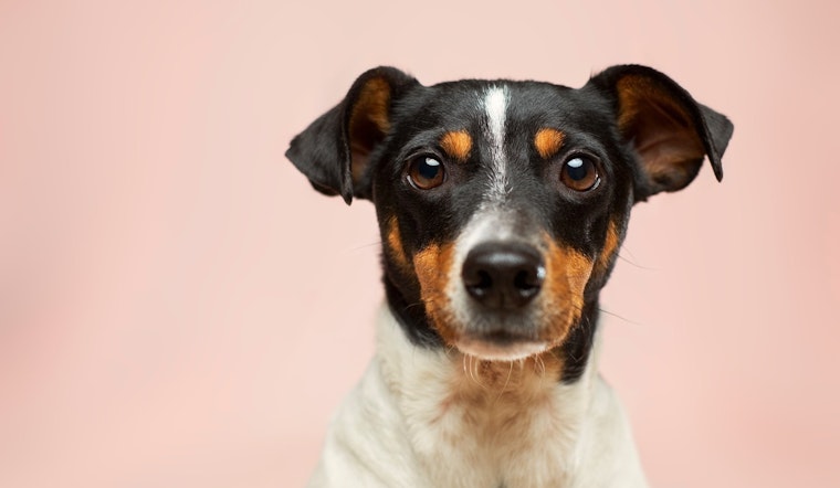 Riverside County Warns Pet Owners to Safeguard Their Companions During New Year's Eve Festivities