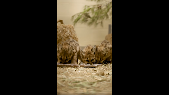 San Diego Zoo and Partners Rescue Orphaned Mountain Lion Cubs in San Diego