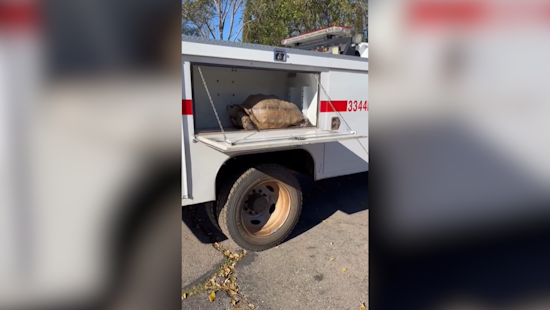 San Diego's 150-Pound Tortoise "Mr. T" Rescued by Cal Fire Crews After Month-Long Wander