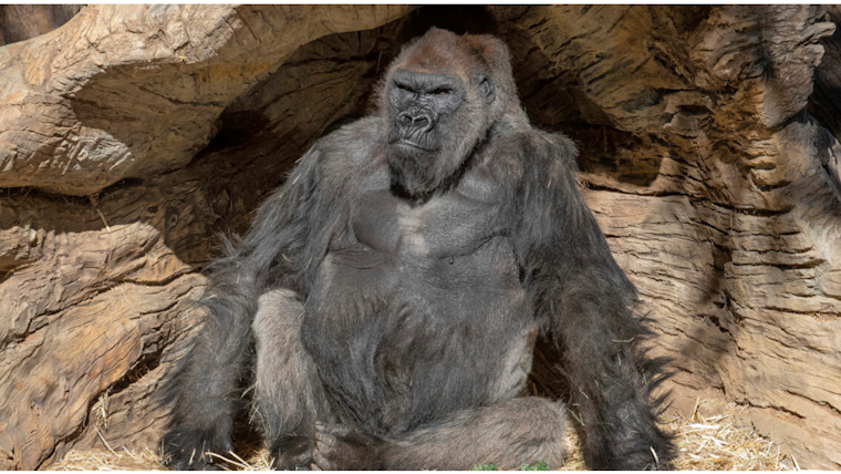 San Diego's Silverback Sage Winston Defies Age, Beats COVID with High-Tech Help