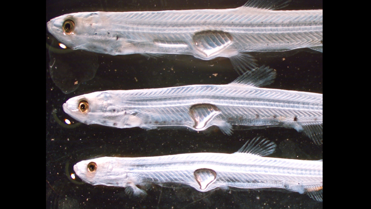 San Francisco Baykeeper Sues U.S. Fish and Wildlife for Failing to Protect Longfin Smelt in Bay Area