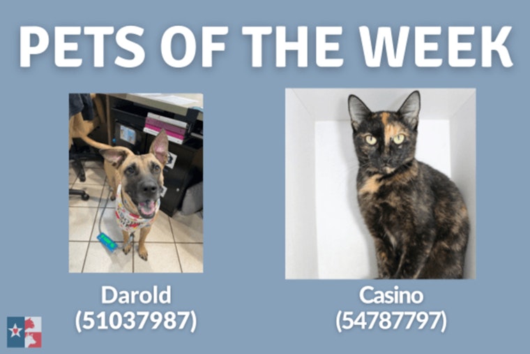 San Marcos Shelter Highlights Pets of the Week with Special $22 Adoption Fee