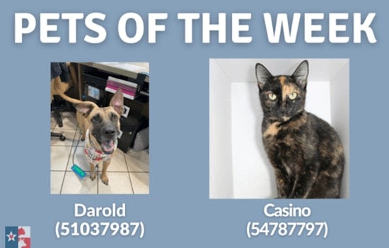 San Marcos Shelter Highlights Pets of the Week with Special $22 Adoption Fee