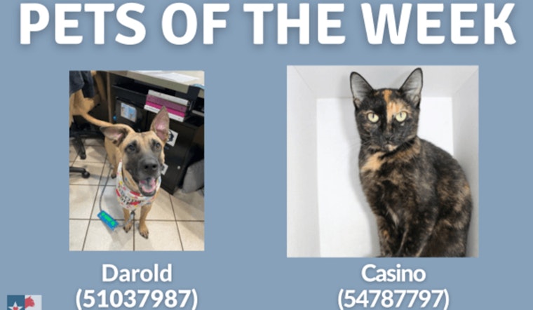San Marcos Shelter Highlights Pets of the Week with Special $22 Adoption Fee