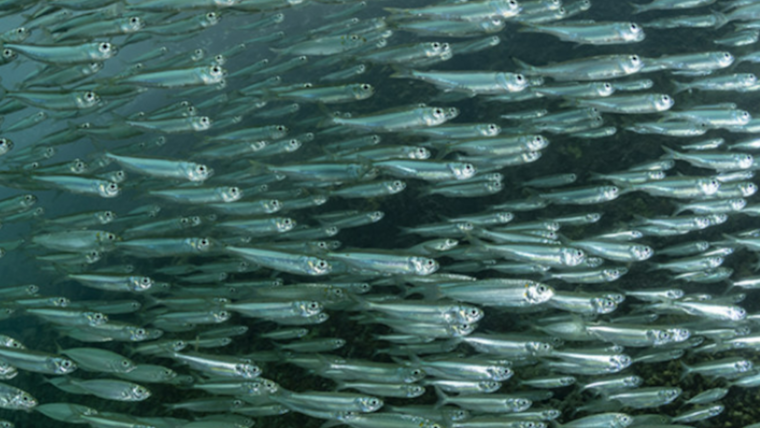 Scripps and NOAA Study Suggests Key Factor in California Anchovy Population Shifts