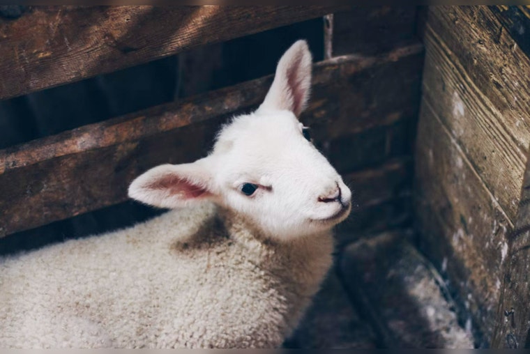 South Boston Police Wrangle Escaped Nativity Animals Amid Holiday Celebrations