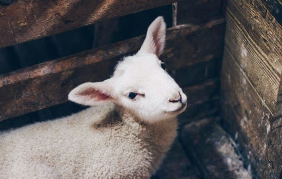 South Boston Police Wrangle Escaped Nativity Animals Amid Holiday Celebrations