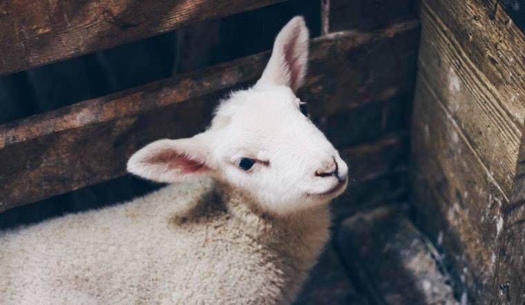South Boston Police Wrangle Escaped Nativity Animals Amid Holiday Celebrations