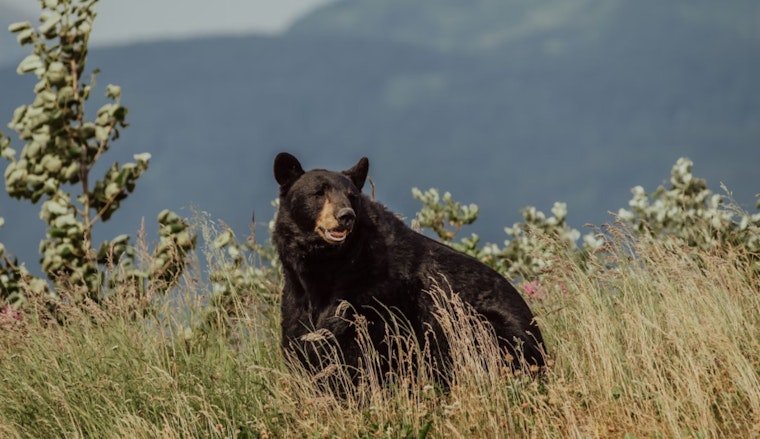 Texas Authorities Issue Wild Warning as Furry Foragers Seek Pre-Hibernation Feasts