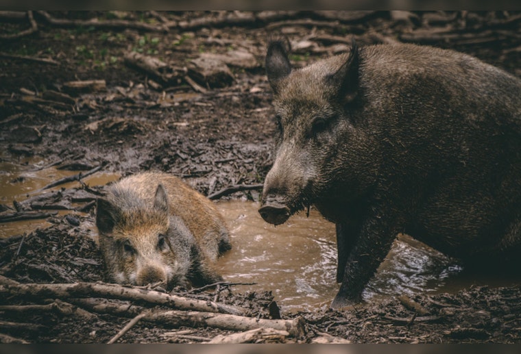  Texas Gears Up for an Invasive Feral Hog Surge as Winter Approaches