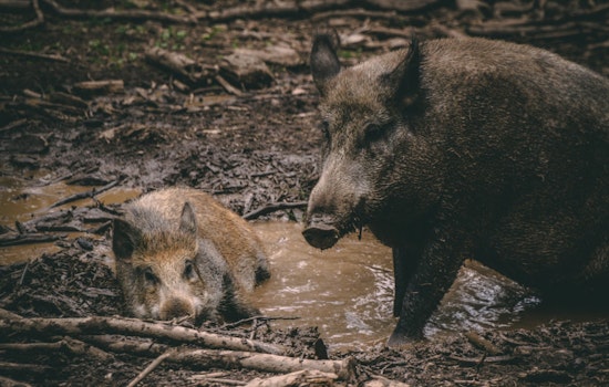 Texas Gears Up for an Invasive Feral Hog Surge as Winter Approaches