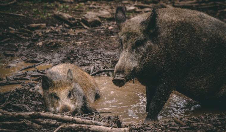 Texas Gears Up for an Invasive Feral Hog Surge as Winter Approaches
