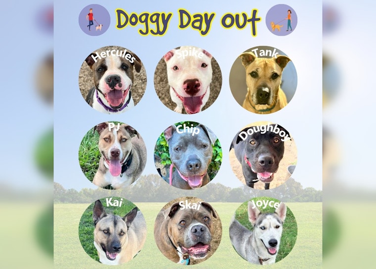Williamson County Animal Shelter in Crisis, Offers $2 Adoptions amid Severe Overcrowding