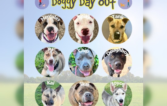 Williamson County Animal Shelter in Crisis, Offers $2 Adoptions amid Severe Overcrowding