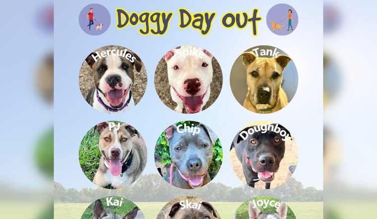 Williamson County Animal Shelter in Crisis, Offers $2 Adoptions amid Severe Overcrowding