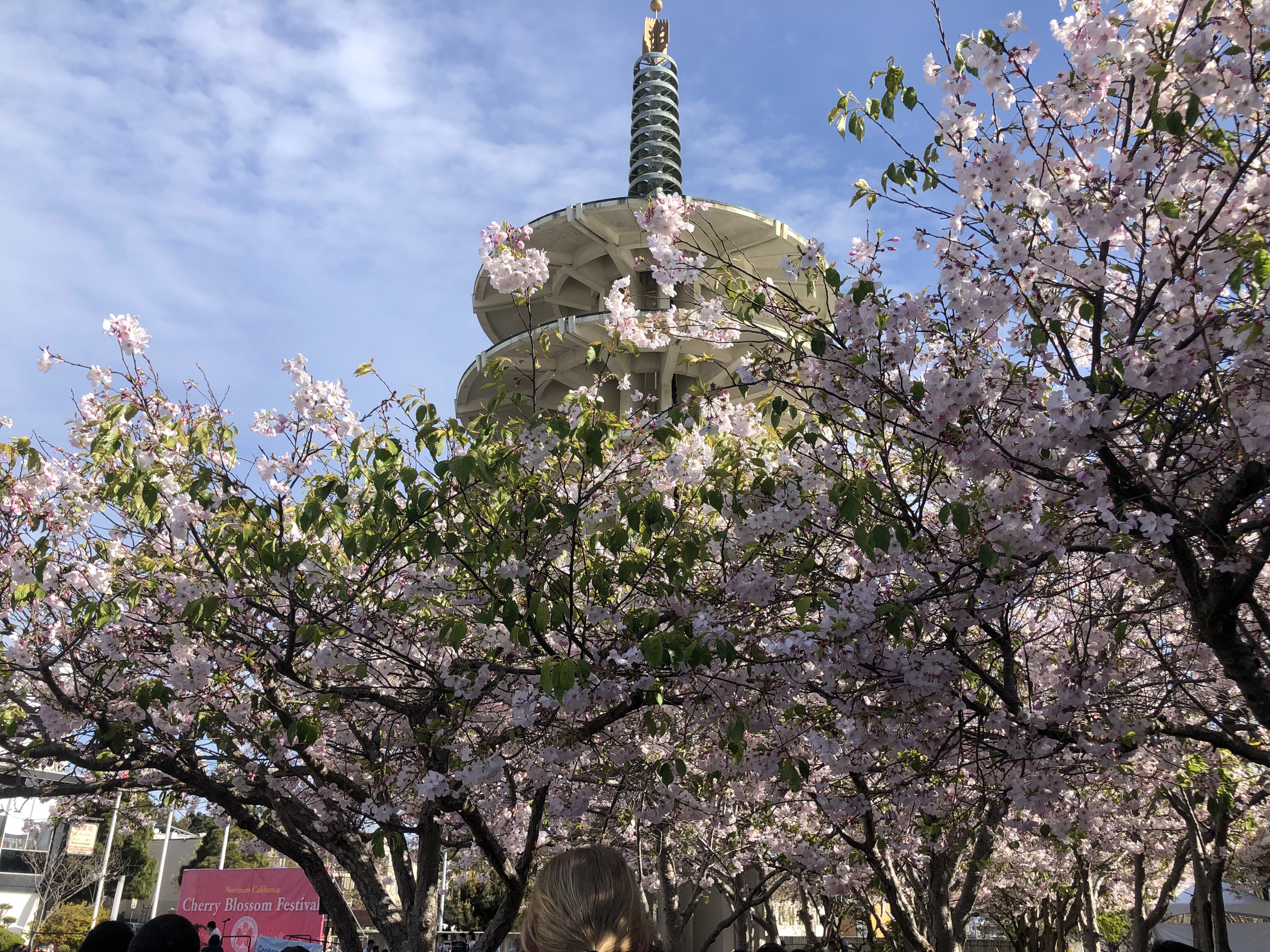 Guide to the 2023 Philadelphia Cherry Blossom Festival - Visit Philadelphia