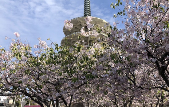 Cherry Blossom Festival blooms big again in Japantown