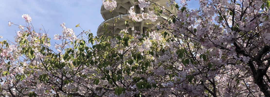 Cherry Blossom Festival blooms big again in Japantown