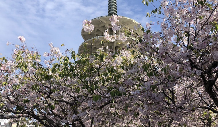 Cherry Blossom Festival blooms big again in Japantown