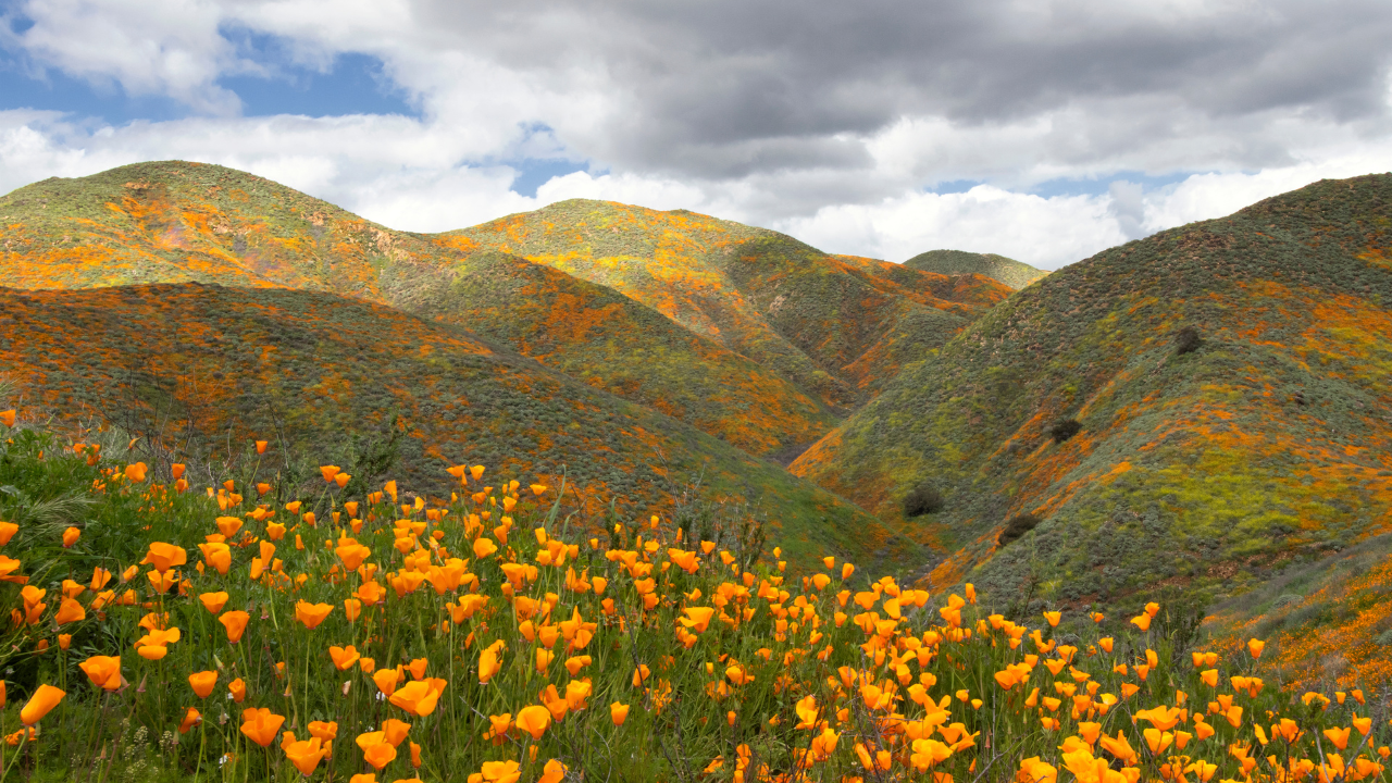 California Super Bloom Has Wildflowers Galore After Heavy Rains - The New  York Times