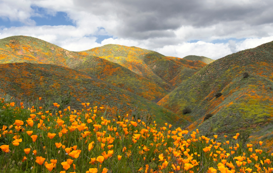 The best places to this year’s spectacular South Bay super blooms