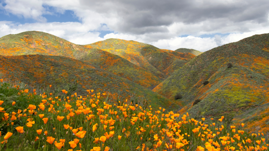 The best places to this year’s spectacular South Bay super blooms