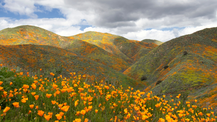 The best places to this year’s spectacular South Bay super blooms