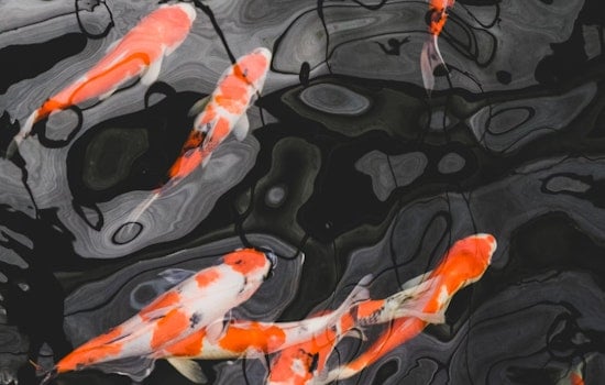 50 valuable koi fish stolen from San Jose's Japanese Friendship Garden