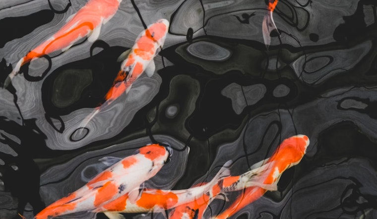 50 valuable koi fish stolen from San Jose's Japanese Friendship Garden