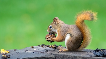 When Squirrels Attack: The Unexpected Menace Plunging Thousands without Power in Santa Clara