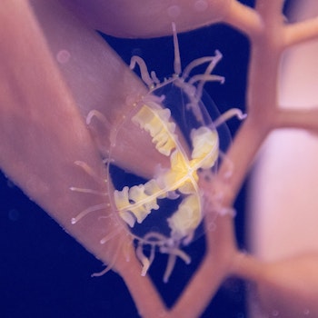 VIDEO: Out-of-This-World Creature Spotted in Oakland Lake