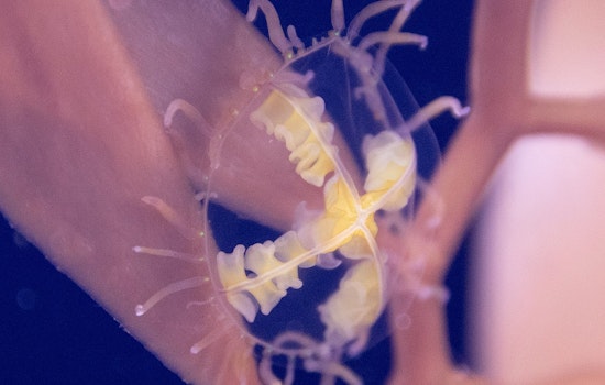 VIDEO: Out-of-This-World Creature Spotted in Oakland Lake