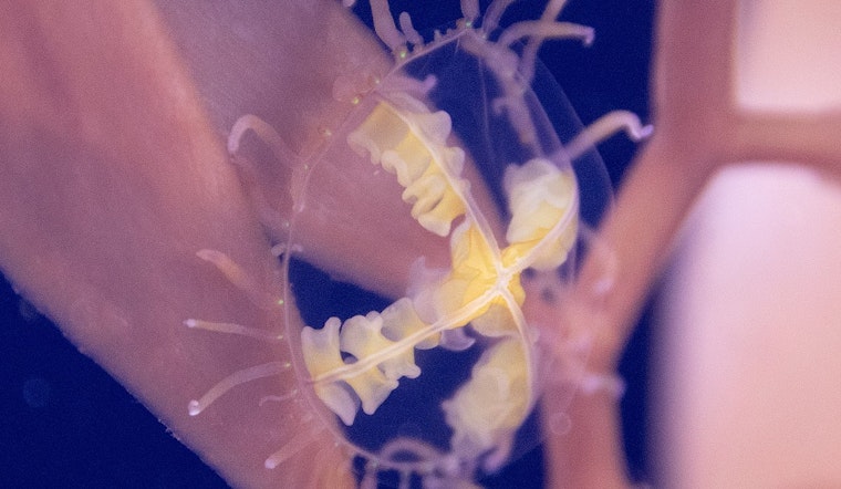 VIDEO: Out-of-This-World Creature Spotted in Oakland Lake