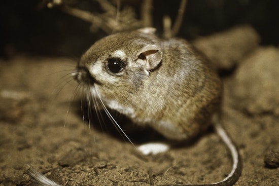 After 76 Years in Hiding & Nearly Extinct, the Extremely Rare Kangaroo Rat was Spotted in San Jose