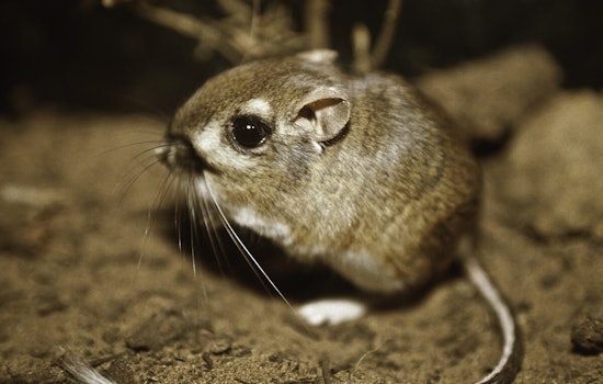 After 76 Years in Hiding & Nearly Extinct, the Extremely Rare Kangaroo Rat was Spotted in San Jose