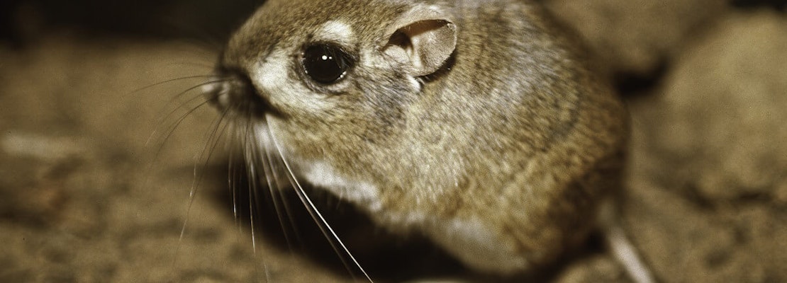 After 76 Years in Hiding & Nearly Extinct, this Extremely Rare Animal