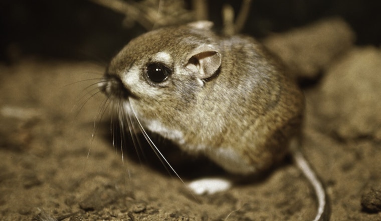 After 76 Years in Hiding & Nearly Extinct, the Extremely Rare Kangaroo Rat was Spotted in San Jose