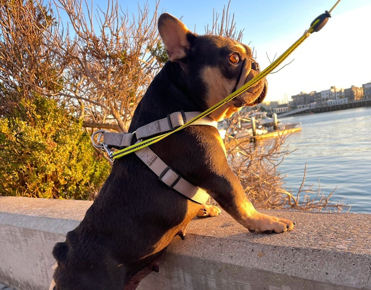 Stolen French Bulldog Boba Reunited with Owner After Disturbing Smash-and-Grab in Oakland