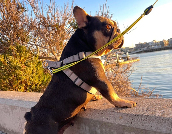 Stolen French Bulldog Boba Reunited with Owner After Disturbing Smash-and-Grab in Oakland