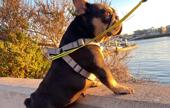 Stolen French Bulldog Boba Reunited with Owner After Disturbing Smash-and-Grab in Oakland