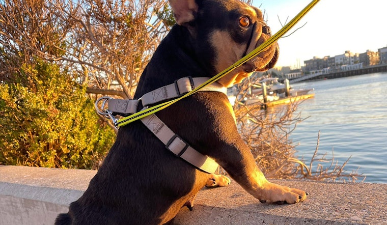 Stolen French Bulldog Boba Reunited with Owner After Disturbing Smash-and-Grab in Oakland