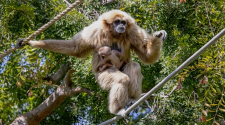 Oakland Zoo Welcomes the First Birth of an Endangered White-Handed Gibbon