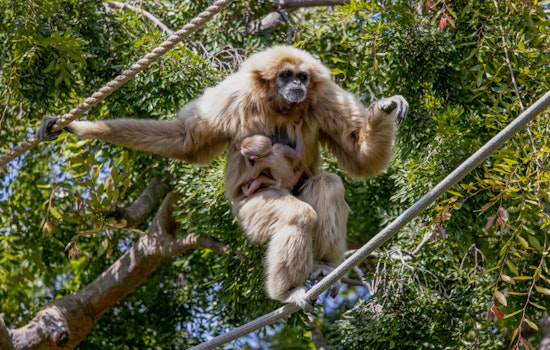 Oakland Zoo Welcomes the First Birth of an Endangered White-Handed Gibbon