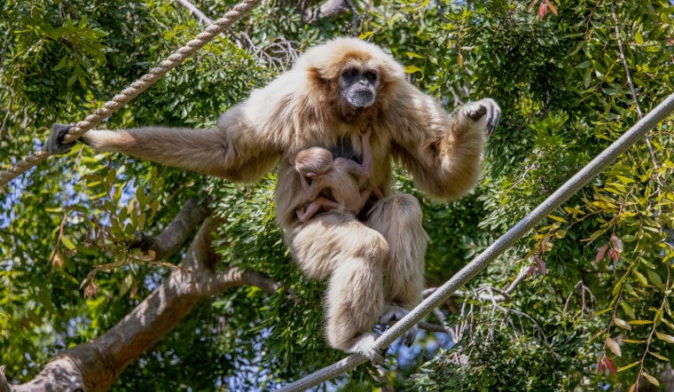 Oakland Zoo Welcomes the First Birth of an Endangered White-Handed Gibbon