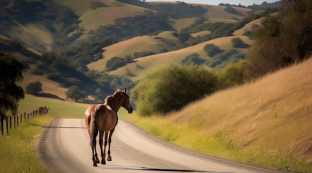 Elderly Marin Man's "Suspicious" Death Potentially Linked to a Horse