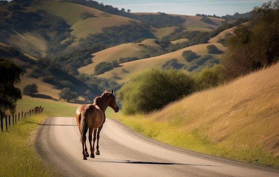 Elderly Marin Man's "Suspicious" Death Potentially Linked to a Horse