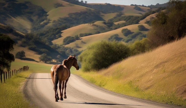 Elderly Marin Man's "Suspicious" Death Potentially Linked to a Horse